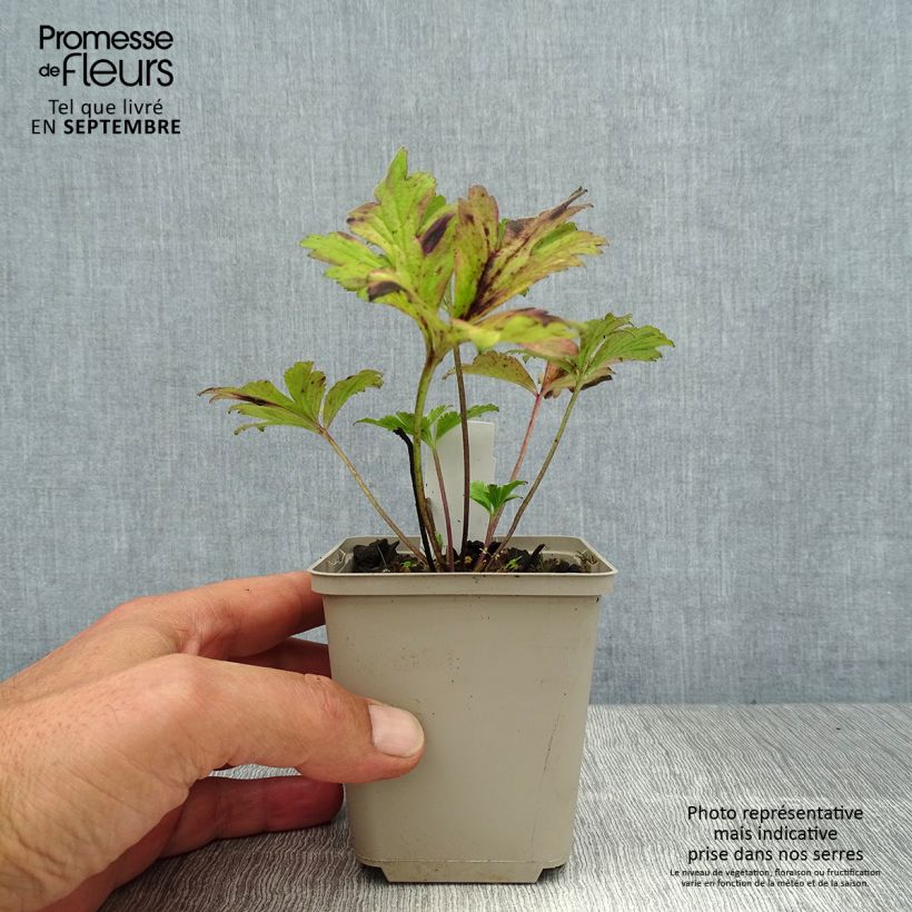 Exemplaar van Anemone rivularis - Oeveranemoon Kweekpotje van 8/9 cm zoals geleverd in de zomer
