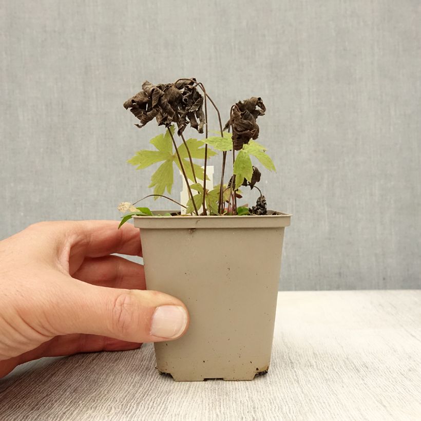 Exemplaar van Anemone canadensis - Canadese anemoon Kweekpotje van 8/9 cm zoals geleverd in de herfst