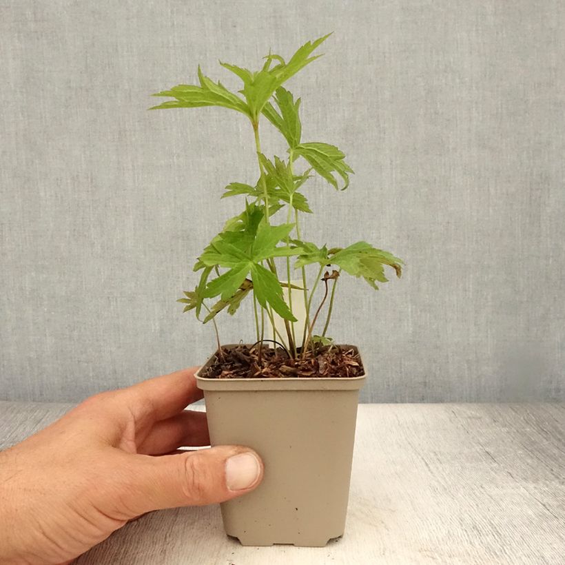 Exemplaar van Anemone canadensis - Canadese anemoon Kweekpotje van 8/9 cm zoals geleverd in de zomer