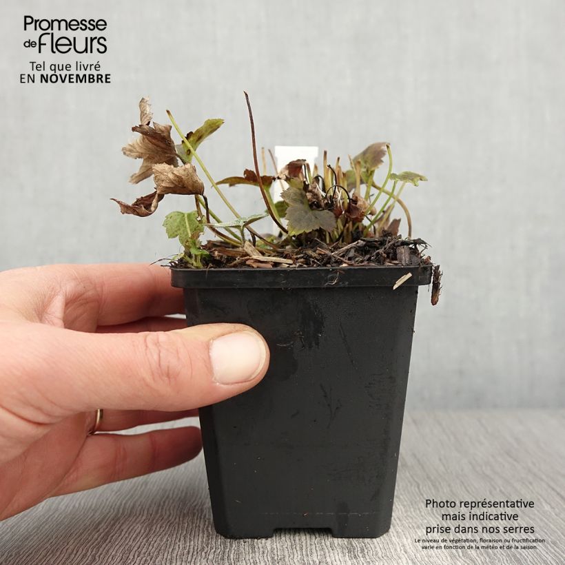Exemplaar van Anemone hupehensis Alando Rose - Herfstanemoon Kweekpotje van 8/9 cm zoals geleverd in de herfst