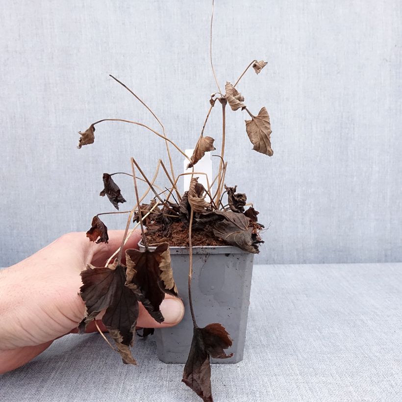 Example of Anemone du Japon Alando Rose Kweekpotje van 8/9 cm as you get in hiver