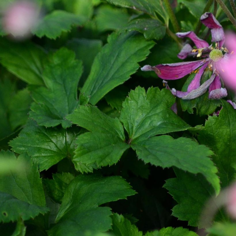 Anemone Bressingham Glow - Herfstanemoon (Foliage)