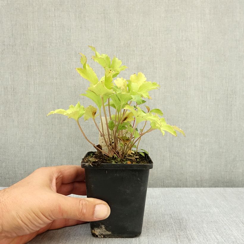 Exemplaar van Anemone du Japon Fall in Love Sweetly Godet de 8/9 cm zoals geleverd in de zomer