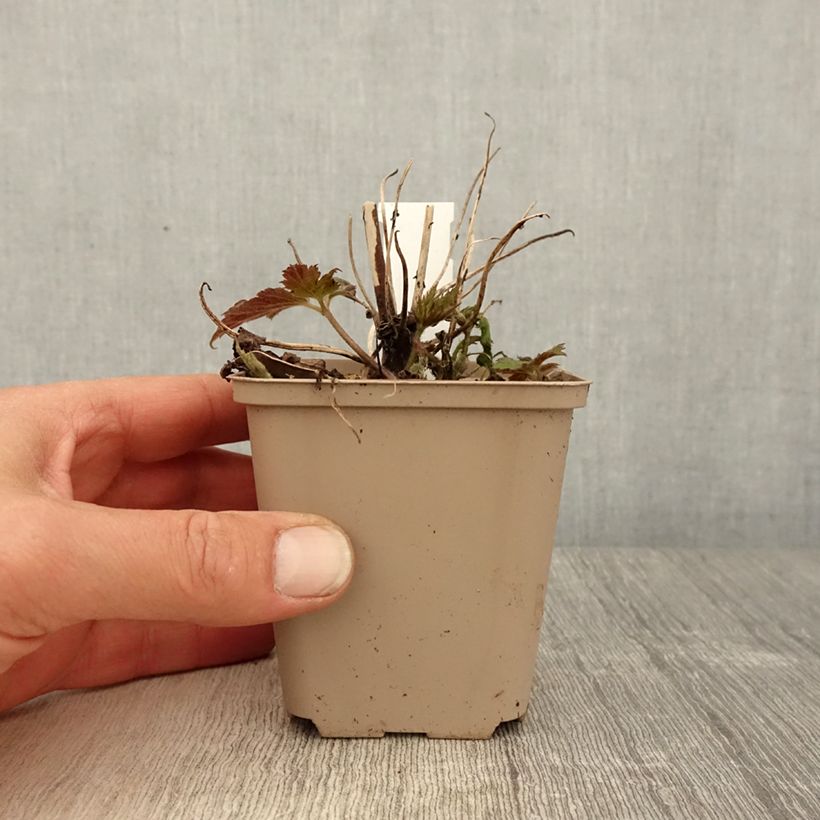 Exemplaar van Anemone Fall in Love Sweetly - Herfstanemoon Kweekpotje van 8/9 cm zoals geleverd in de lente