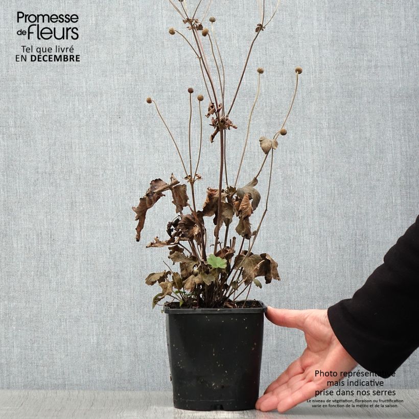 Exemplaar van Anemone Fantasy Ariel - Herfstanemoon Pot van 2 l/3 l zoals geleverd in de herfst