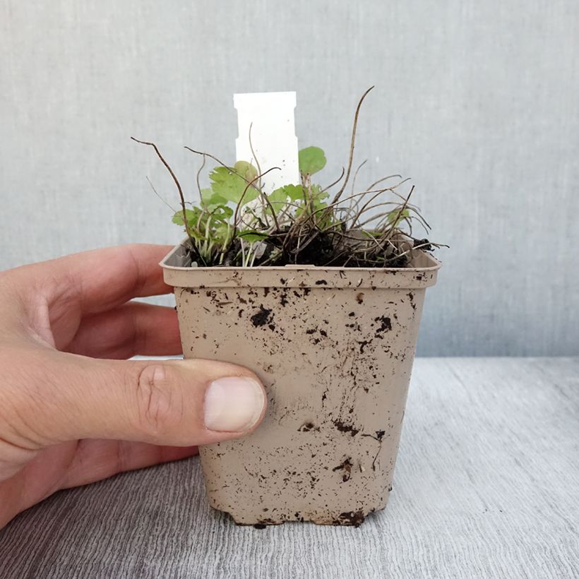 Exemplaar van Anemone Fantasy Cinderella - Herfstanemoon Kweekpotje van 8/9 cm zoals geleverd in de herfst