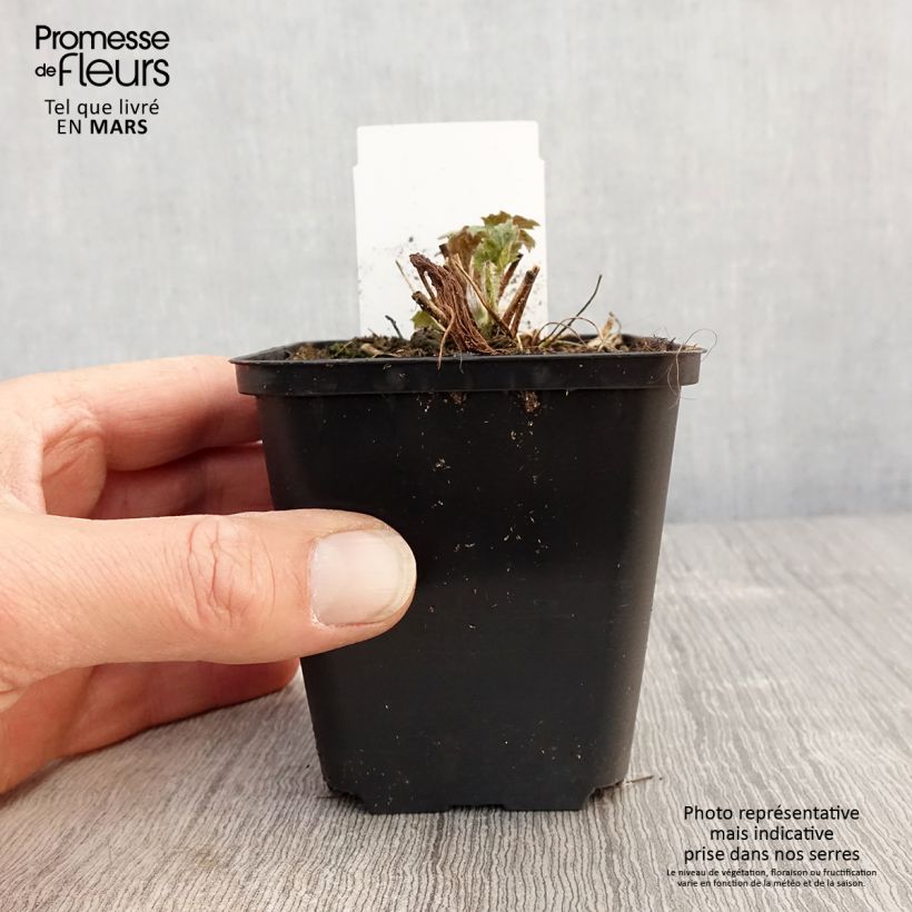 Exemplaar van Anemone Frilly Knickers - Herfstanemoon Kweekpotje van 8/9 cm zoals geleverd in de lente