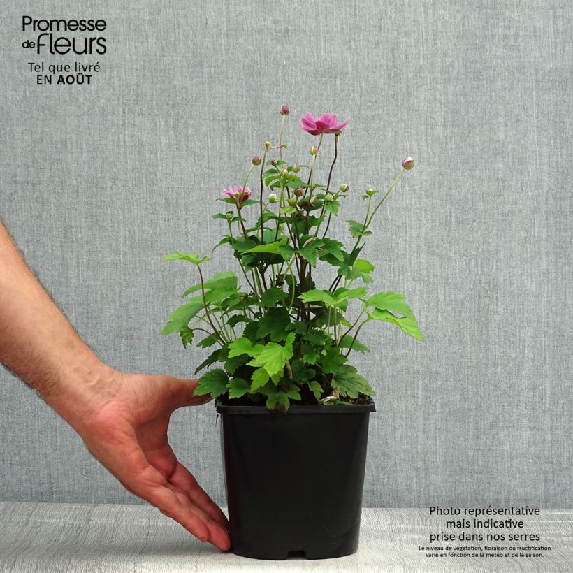Exemplaar van Anemone hupehensis Pamina - Herfstanemoon Pot van 1 l/1,5 l zoals geleverd in de zomer