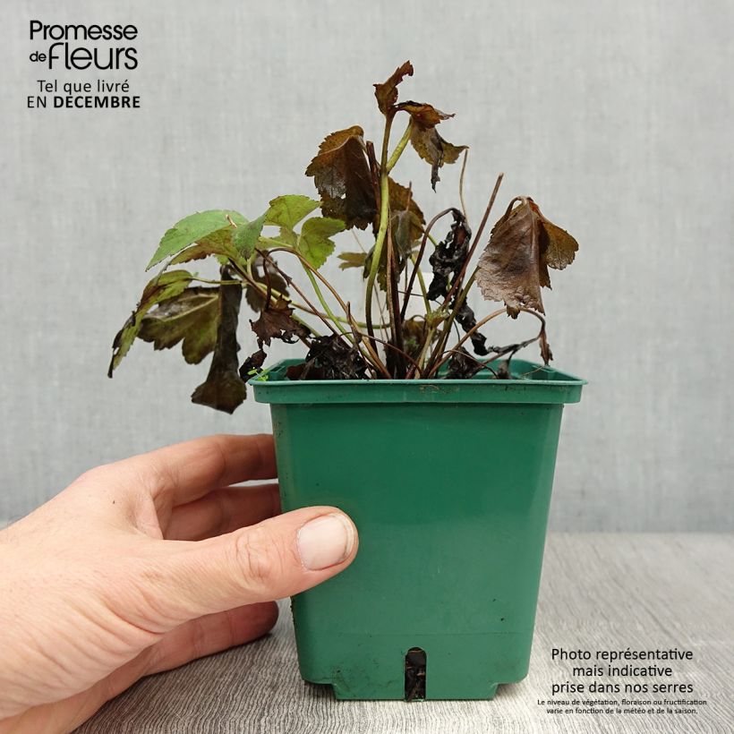 Example of Anémone du Japon Pamina - Anemone hupehensis var. japonica Pot van 1 l/1,5 l as you get in hiver