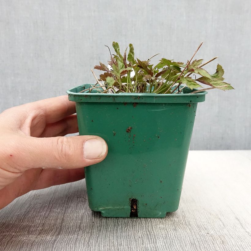 Exemplaar van Anemone hupehensis Pamina - Herfstanemoon Pot van 1 l/1,5 l zoals geleverd in de lente