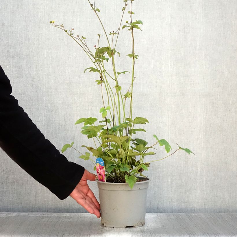 Exemplaar van Anemone hupehensis Pamina - Herfstanemoon Pot van 3 l/4 l zoals geleverd in de herfst