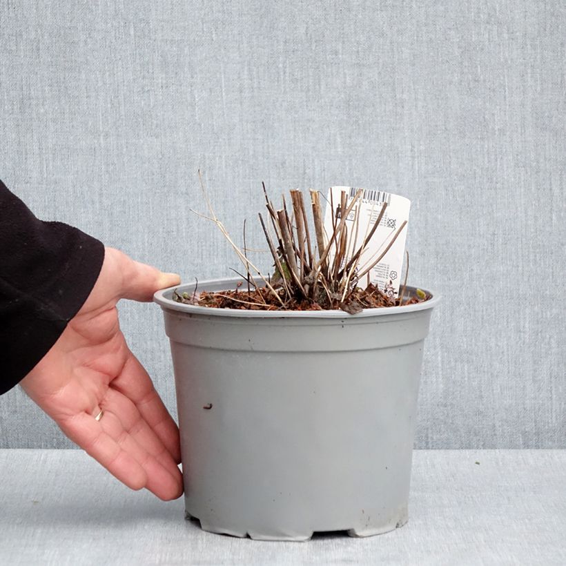 Exemplaar van Anemone hupehensis Pamina - Herfstanemoon Pot van 3 l/4 l zoals geleverd in de lente