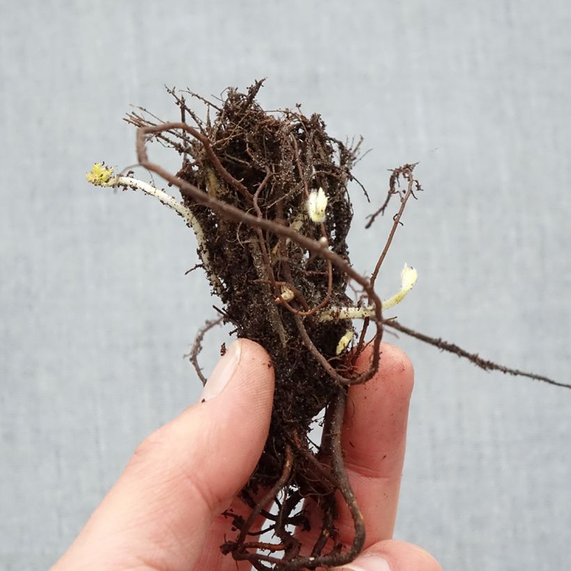 Example of Anémone du Japon Pamina - Anemone hupehensis var. japonica Naakte wortel as you get in hiver