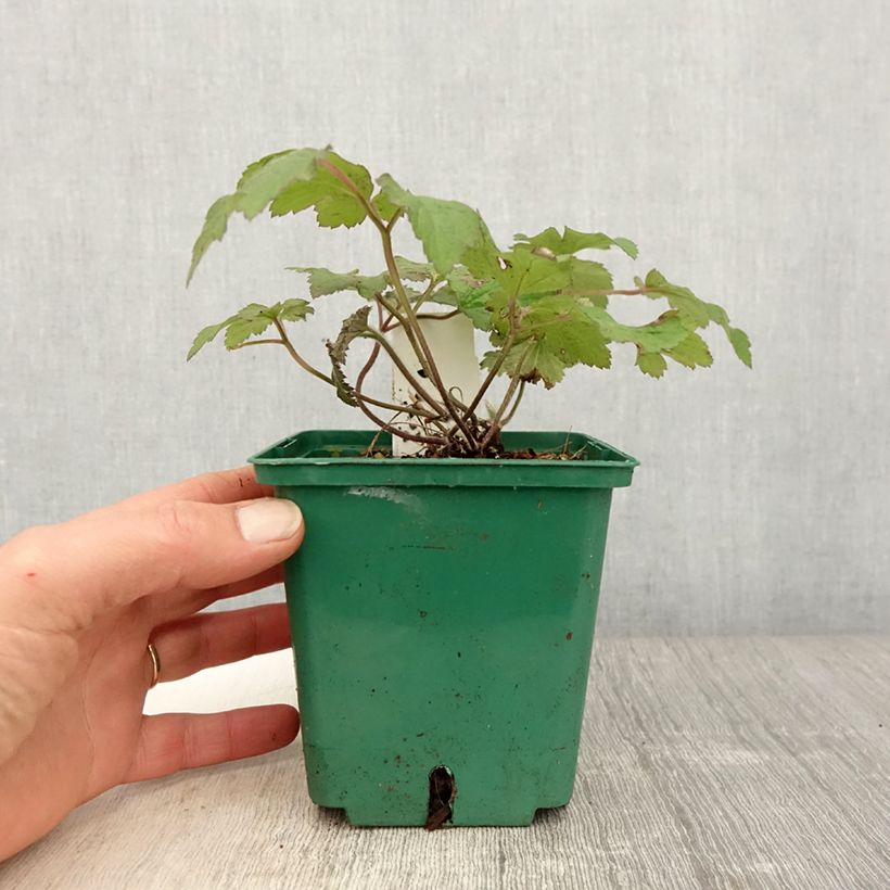 Exemplaar van Anemone tomentosa Robustissima - Herfstanemoon Pot van 1,5 l/2 l zoals geleverd in de lente