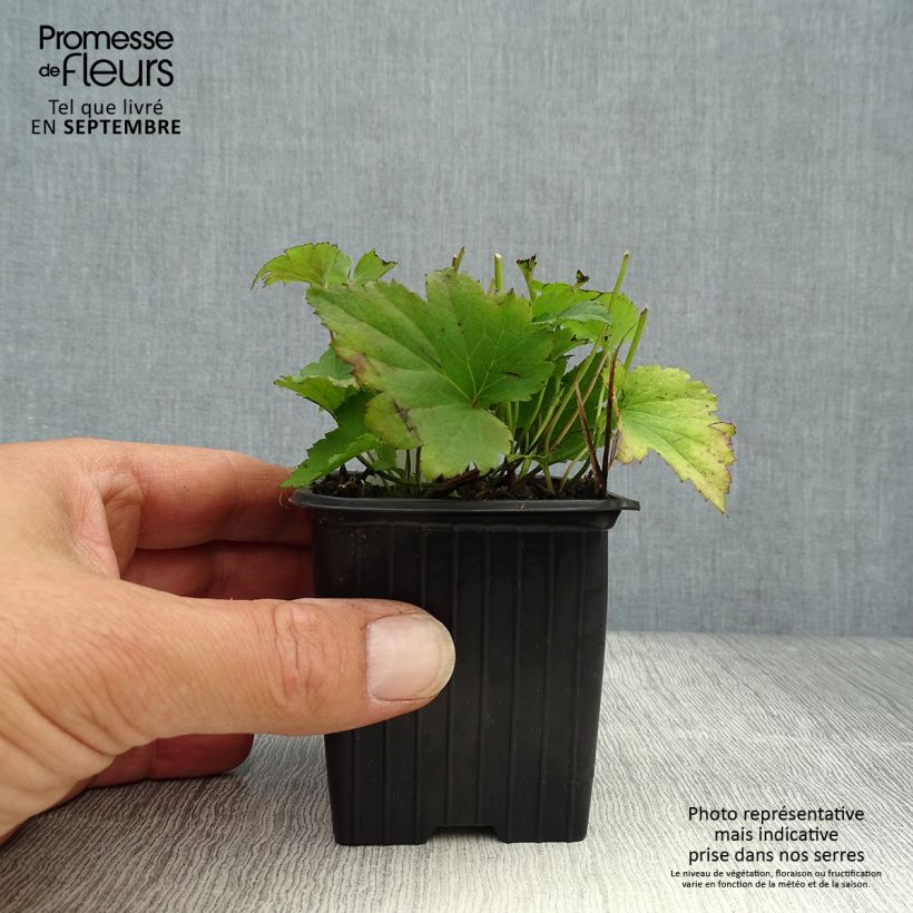 Exemplaar van Anemone hupehensis Praecox - Herfstanemoon Kweekpotje van 8/9 cm zoals geleverd in de herfst