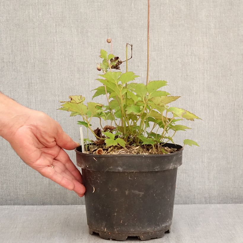 Example of Anemone hupehensis Praecox - Herfstanemoon Pot van 2 l/3 l as you get in ete