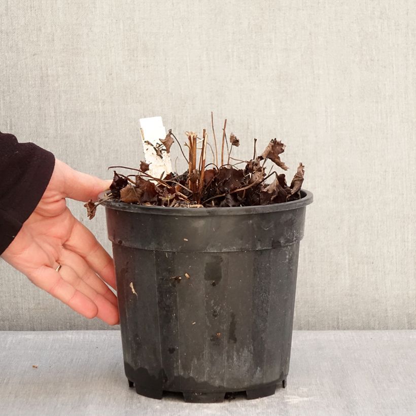 Exemplaar van Anemone hupehensis Praecox - Herfstanemoon Pot van 2 l/3 l zoals geleverd in de winter