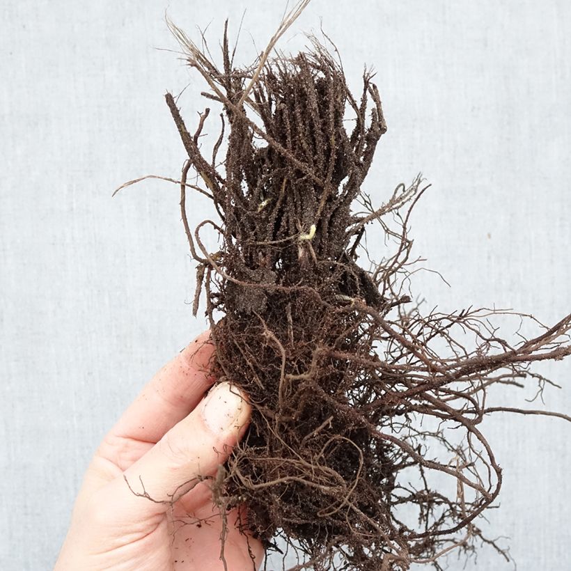 Exemplaar van Anemone hupehensis Praecox - Herfstanemoon Naakte wortel zoals geleverd in de winter