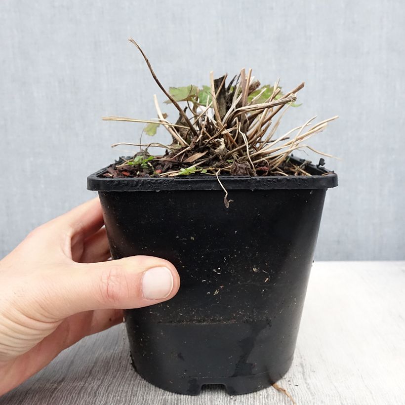 Exemplaar van Anemone Elfin Swan - Herfstanemoon Pot van 2 l/3 l zoals geleverd in de lente