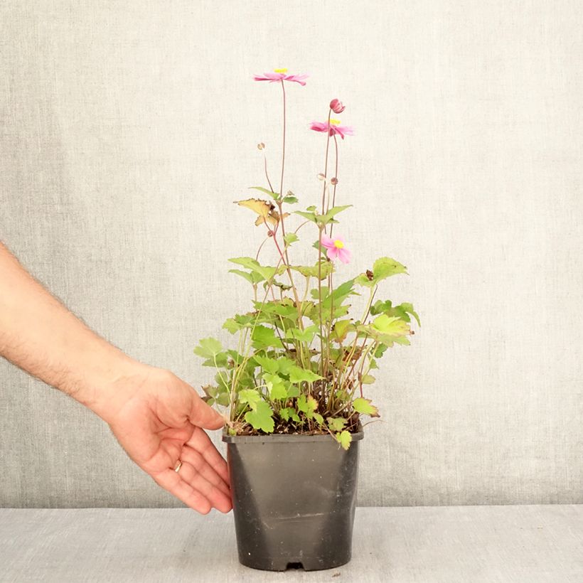 Exemplaar van Anemone hybrida Royal Blush - Herfstanemoon Pot van 1,5 l/2 l zoals geleverd in de zomer