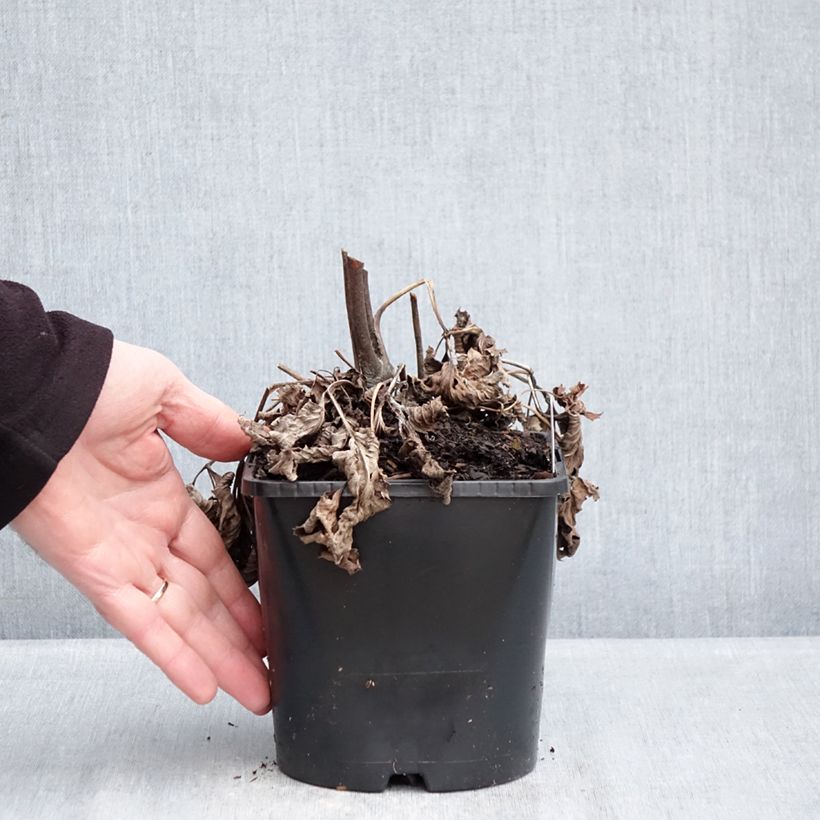 Example of Anemone hybride Royal Blush Pot van 1,5 l/2 l as you get in hiver