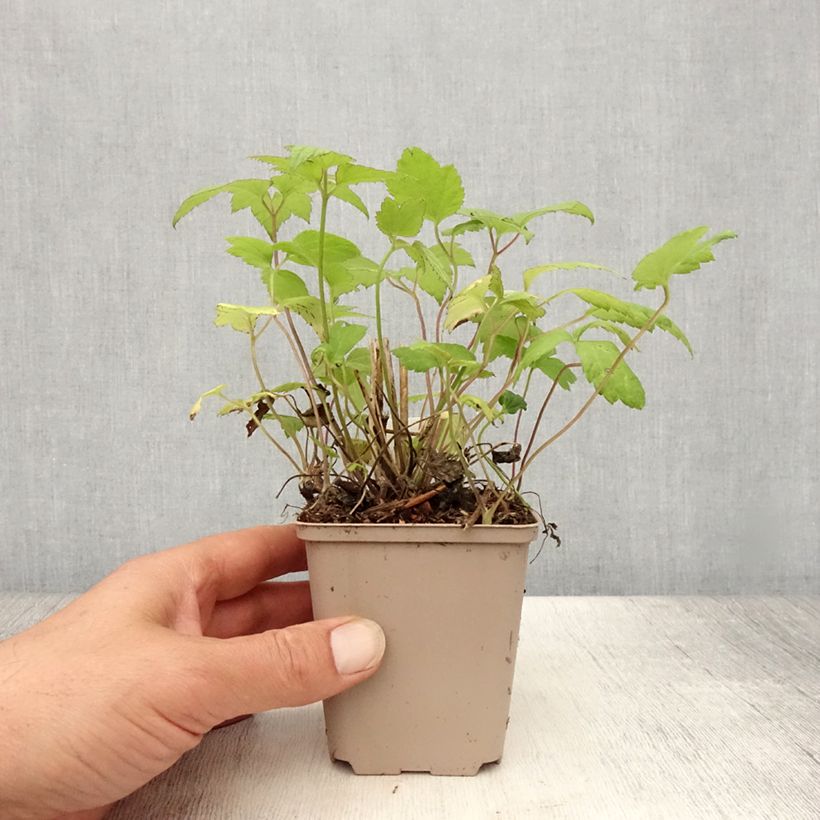 Exemplaar van Anemone hupehensis Snow Angels - Herfstanemoon Kweekpotje van 8/9 cm zoals geleverd in de zomer
