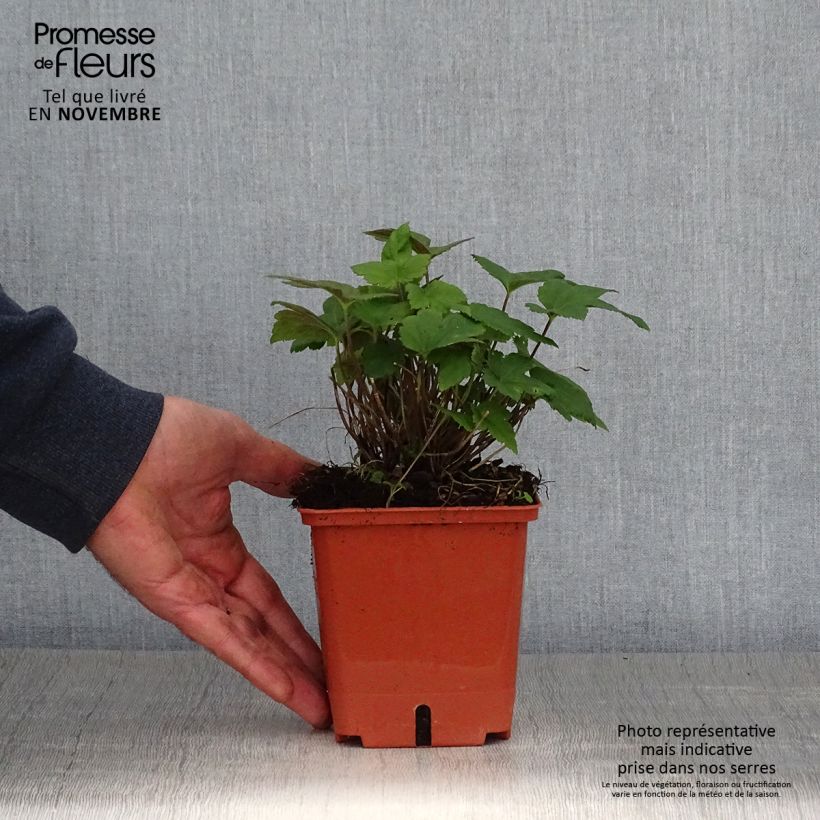 Exemplaar van Anemone hupehensis Snow Angels - Herfstanemoon Pot van 1 l/1,5 l zoals geleverd in de herfst