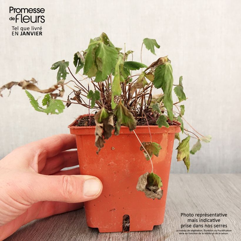 Example of Anemone hupehensis Snow Angels - Herfstanemoon Pot van 1 l/1,5 l as you get in hiver