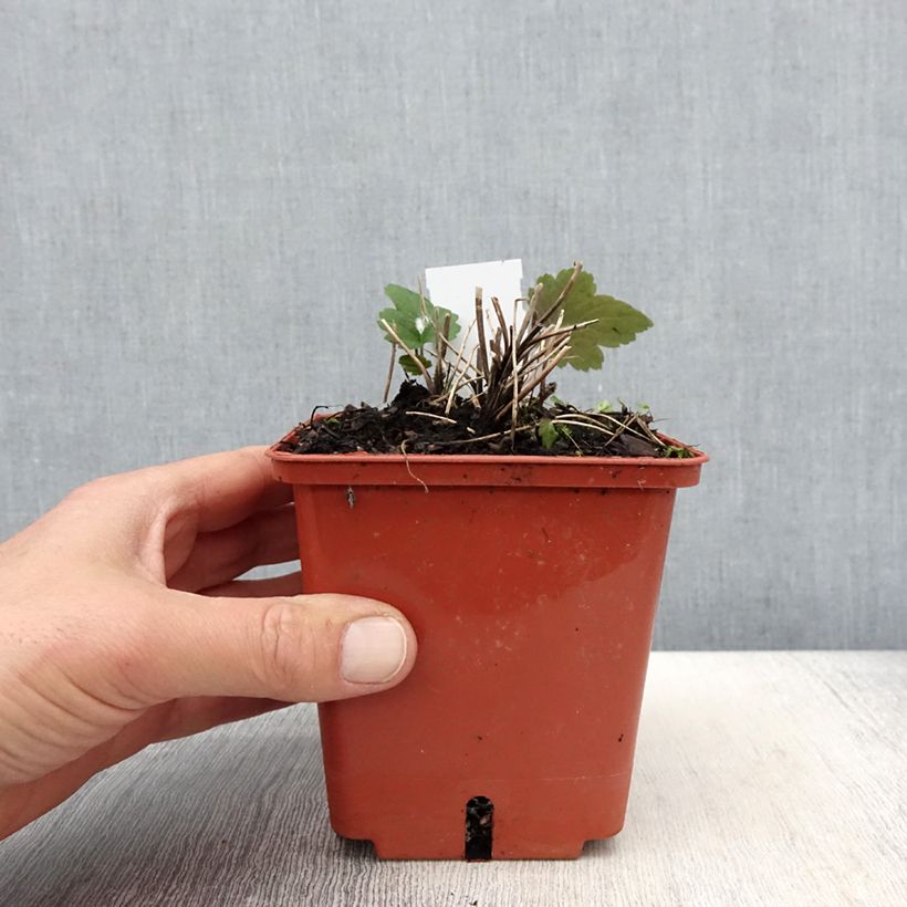 Exemplaar van Anemone hupehensis Snow Angels - Herfstanemoon Pot van 1 l/1,5 l zoals geleverd in de lente