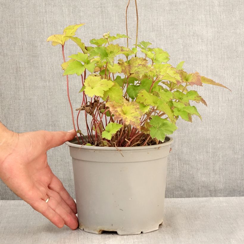 Exemplaar van Anemone Mont Rose - Herfstanemoon Pot van 3 l/4 l zoals geleverd in de zomer