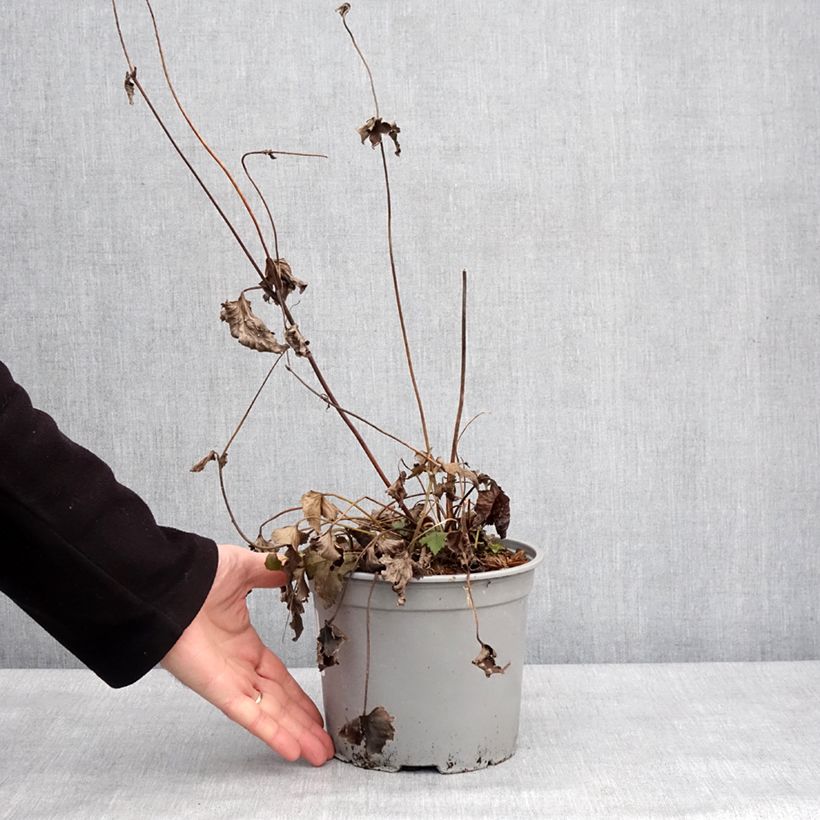 Example of Anemone Mont Rose - Herfstanemoon Pot van 3 l/4 l as you get in hiver