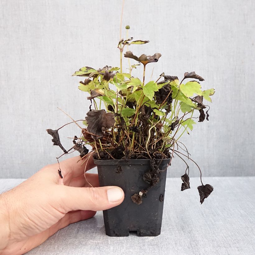 Exemplaar van Anemone Pretty Lady Susan - Herfstanemoon Kweekpotje van 8/9 cm zoals geleverd in de herfst