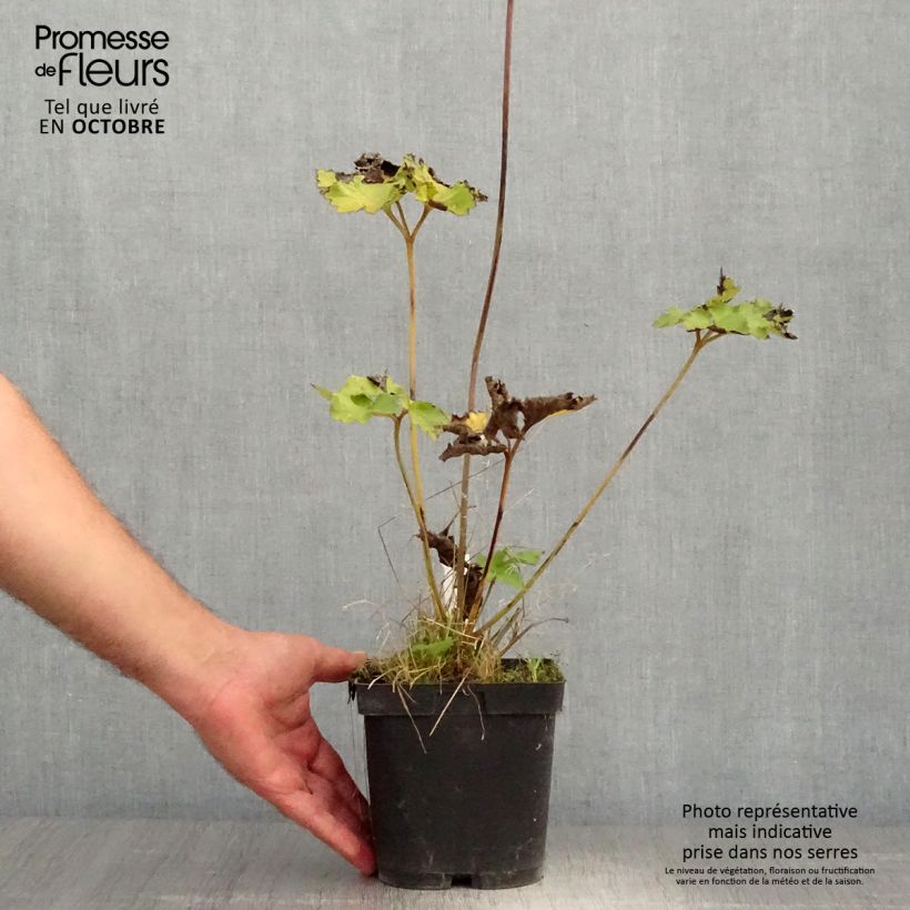 Exemplaar van Anemone Königin Charlotte - Herfstanemoon Pot van 2 l/3 l zoals geleverd in de herfst