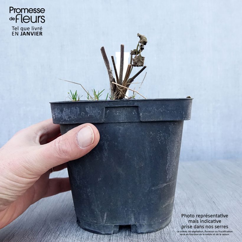 Example of Anemone Königin Charlotte - Herfstanemoon Pot van 2 l/3 l as you get in hiver