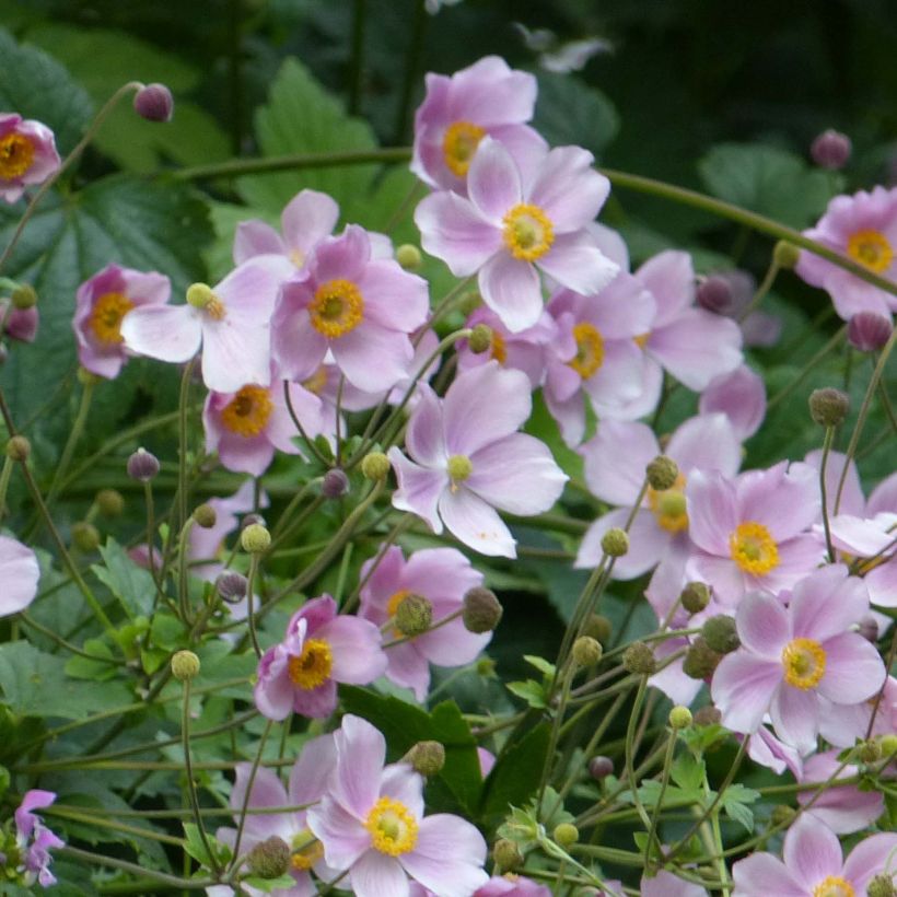 Anemone hupehensis September Charm - Herfstanemoon (Groeiplaats)