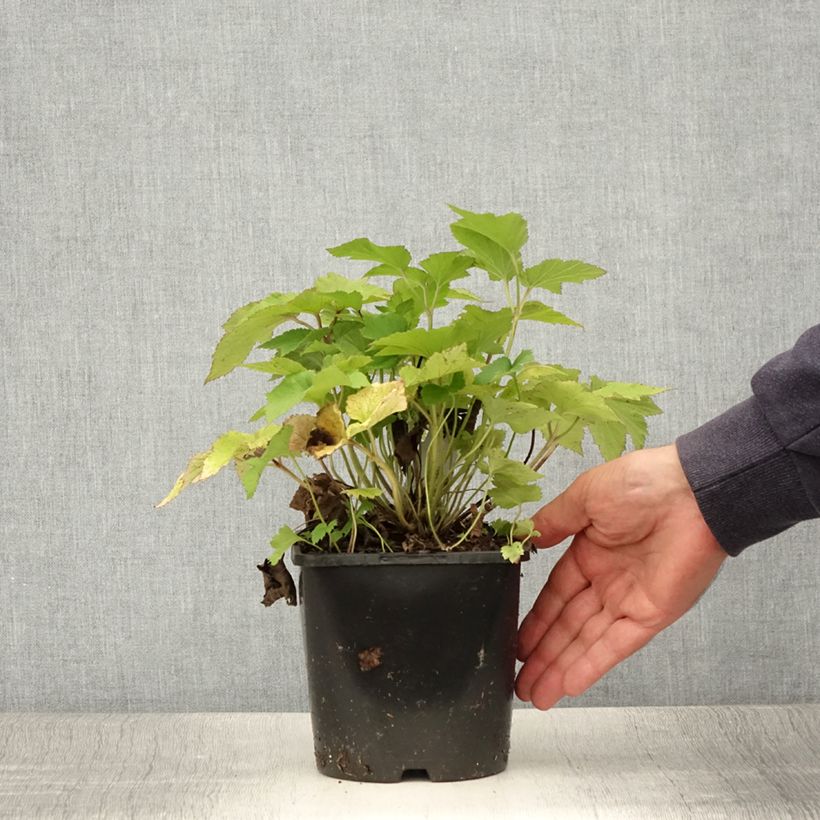 Exemplaar van Anemone hupehensis Splendens - Herfstanemoon Pot van 2 l/3 l zoals geleverd in de zomer