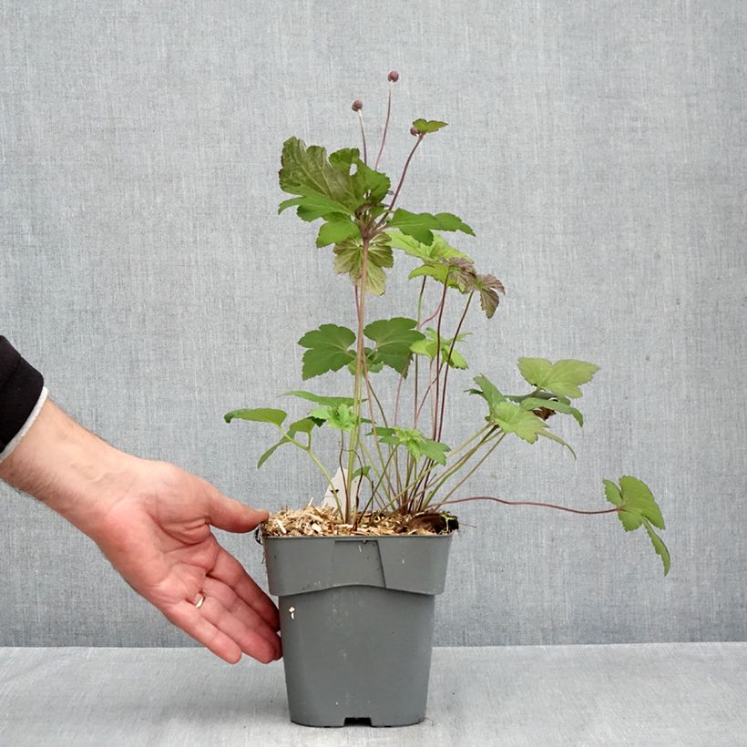 Exemplaar van Anemone Serenade - Herfstanemoon Pot van 2 l/3 l zoals geleverd in de herfst