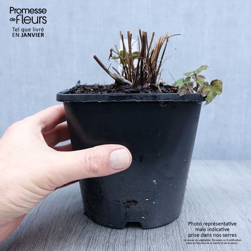 Example of Anemone Serenade - Herfstanemoon Pot van 2 l/3 l as you get in hiver