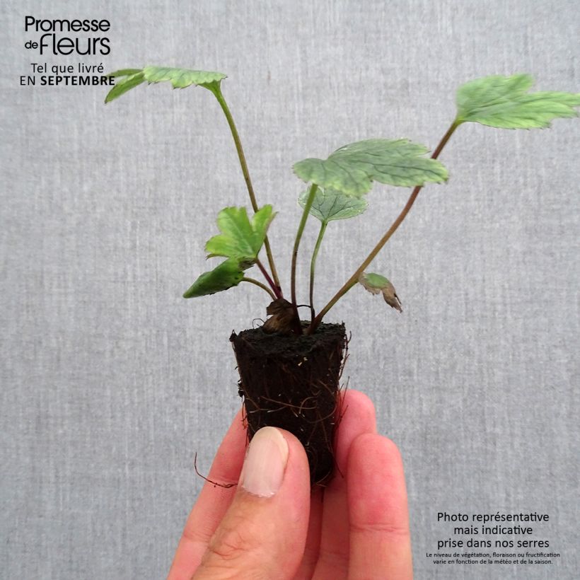 Example of Anémone japonaise Wild Swan Mini-mot Ø 3/4 cm as you get in automne