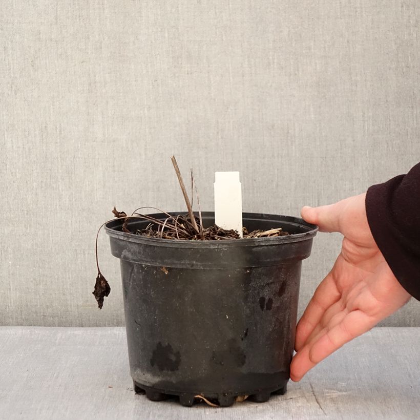 Exemplaar van Anemone leveillei - Blauwwitte anemoon Pot van 2 l/3 l zoals geleverd in de winter