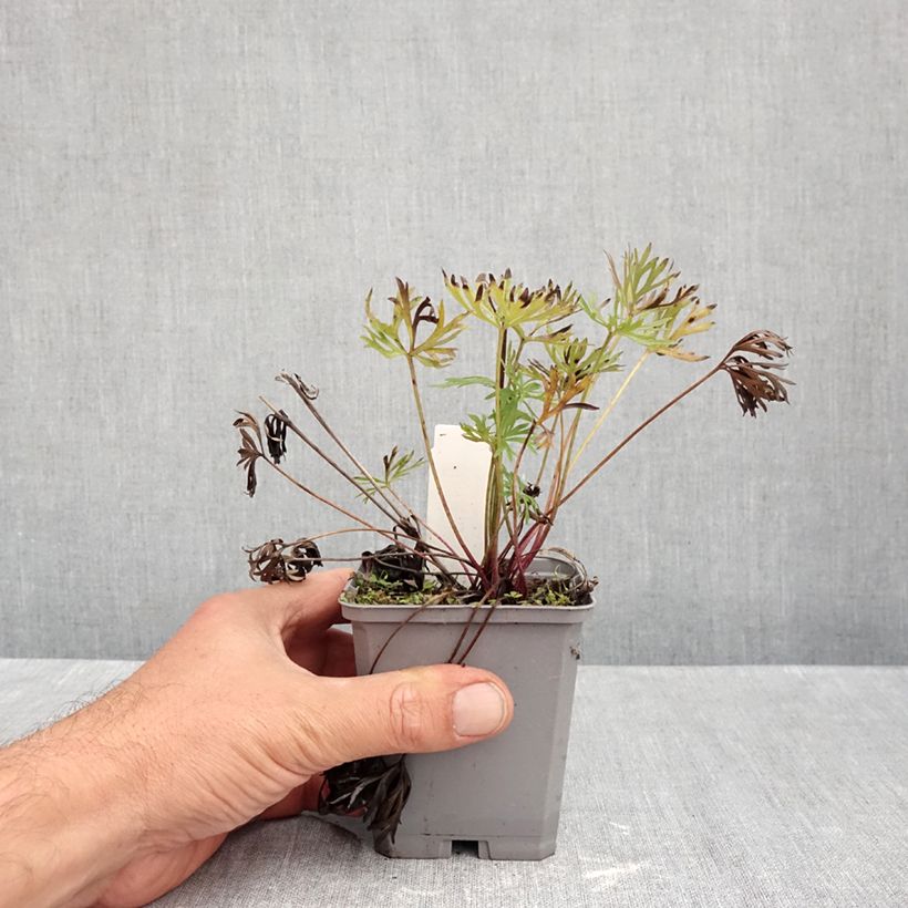 Exemplaar van Anemone multifida Rosea - Gevulde anemoon Kweekpotje van 8/9 cm zoals geleverd in de herfst