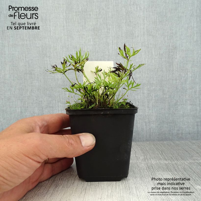 Exemplaar van Anemone multifida Rosea - Gevulde anemoon Kweekpotje van 8/9 cm zoals geleverd in de zomer