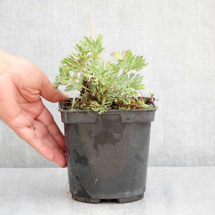 Exemplaar van Anemone multifida Rubra - Gevulde anemoon Pot van 2 l/3 l zoals geleverd in de zomer