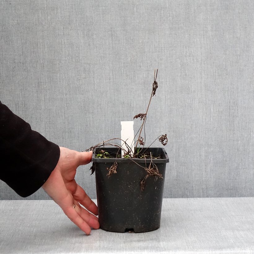 Example of Anemone multifida Rubra - Anémone multifide Pot van 2 l/3 l as you get in hiver