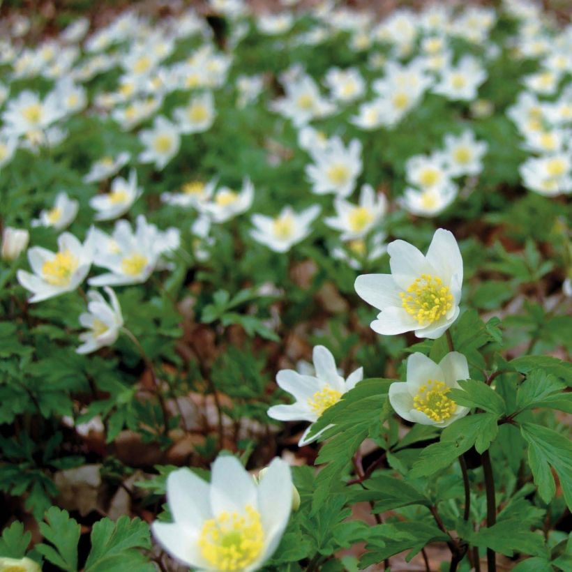 Anemone nemorosa -  Witte bosanemoon (Flowering)