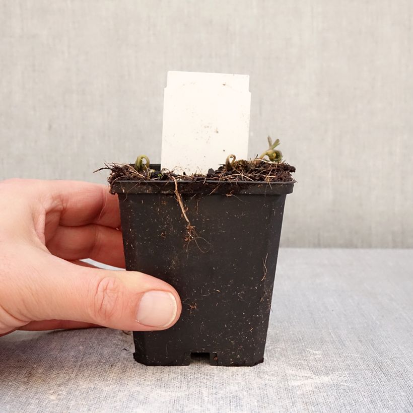 Exemplaar van Anemone nemorosa Blue Eyes - Bosanemoon Kweekpotje van 8/9 cm kaliber I zoals geleverd in de winter