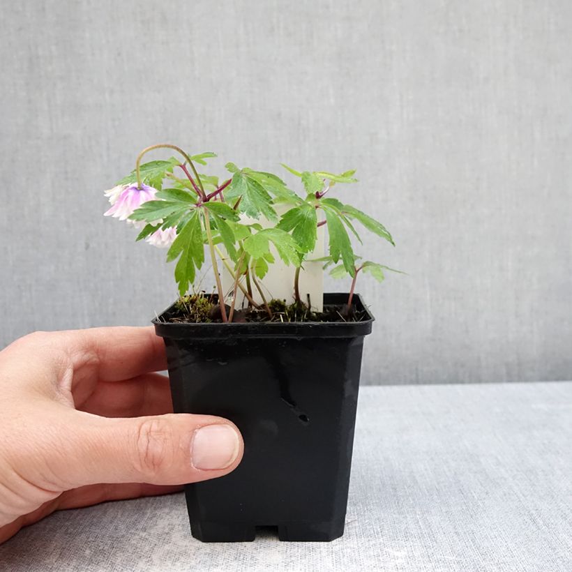 Exemplaar van Anemone nemorosa Blue Eyes - Bosanemoon Kweekpotje van 8/9 cm kaliber I zoals geleverd in de lente