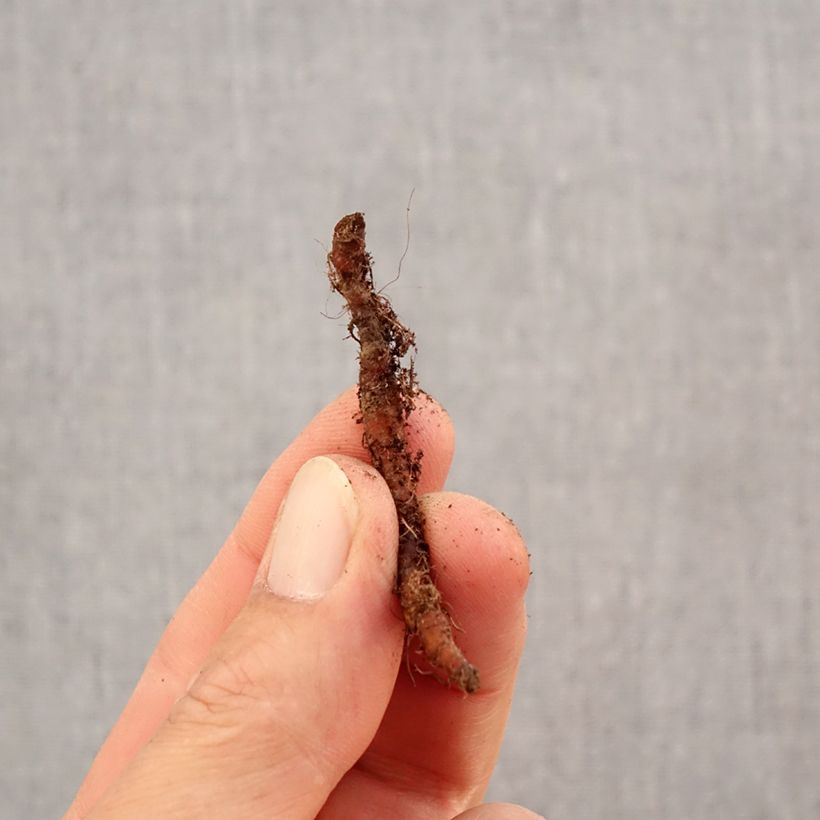 Exemplaar van Anemone nemorosa Leeds Variety - Bosanemoon Bol kaliber I zoals geleverd in de herfst