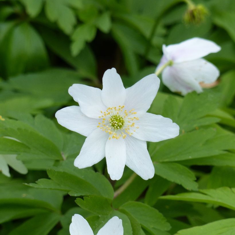 Anemone nemorosa Lychette - Bosanemoon (Bloei)