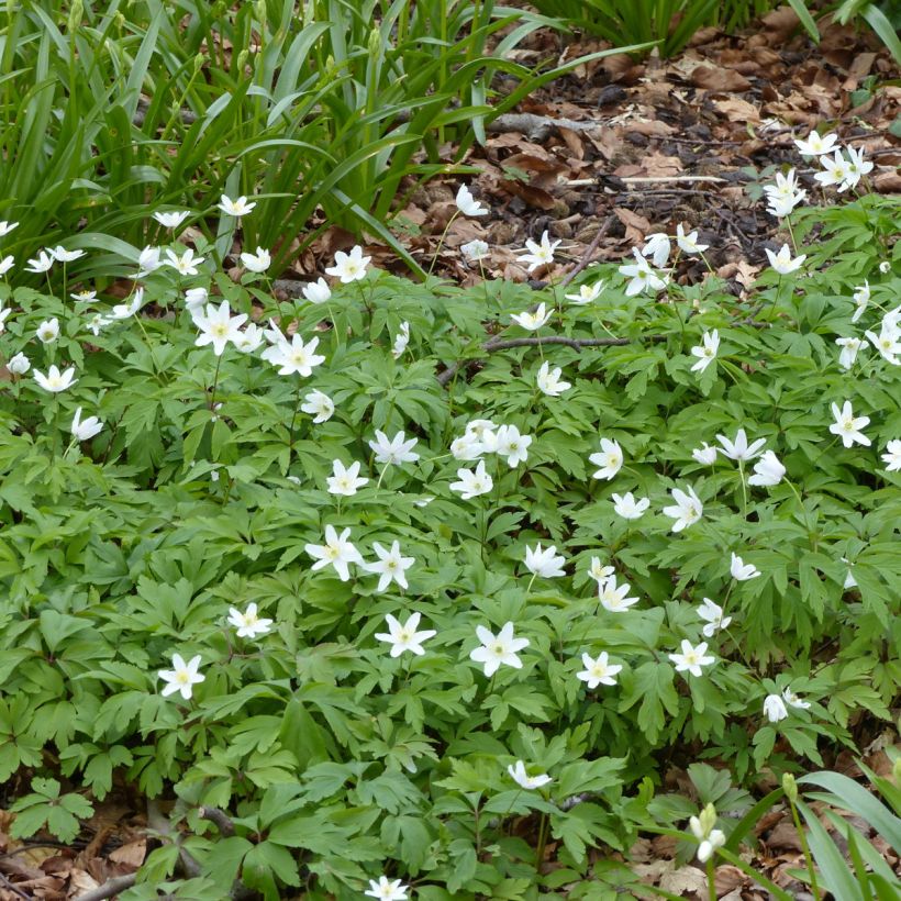 Anemone nemorosa Lychette - Bosanemoon (Groeiplaats)